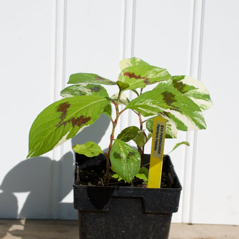 Perennial Plants - Heirloom Acres NOTL