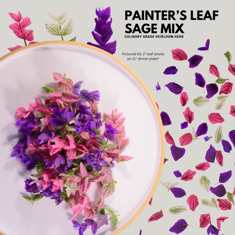Painter's Leaf Sage - Mix Fresh with stems