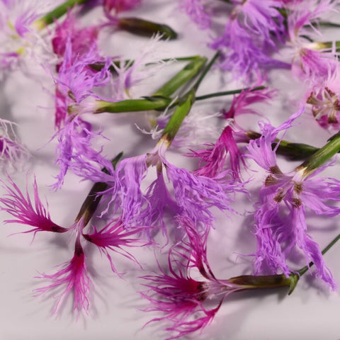 Fresh Dianthus 20 flower - Heirloom Acres NOTL