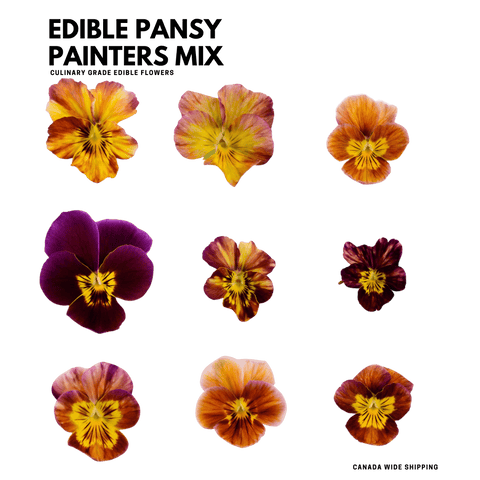 Fresh Pansy & Viola - 20 Mix Edible Flowers - painters Mix - Heirloom Acres NOTL