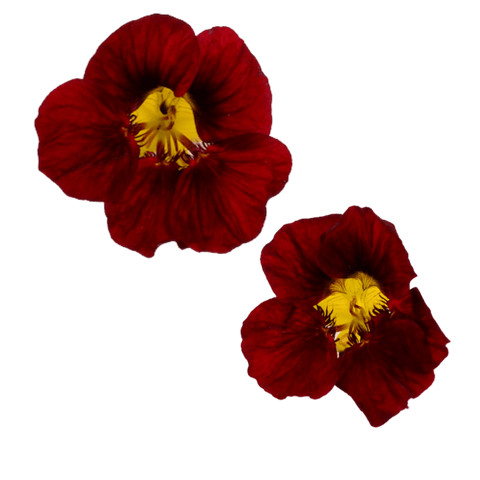 Nasturtium - 20 Edible Flowers - MIX - Heirloom Acres NOTL