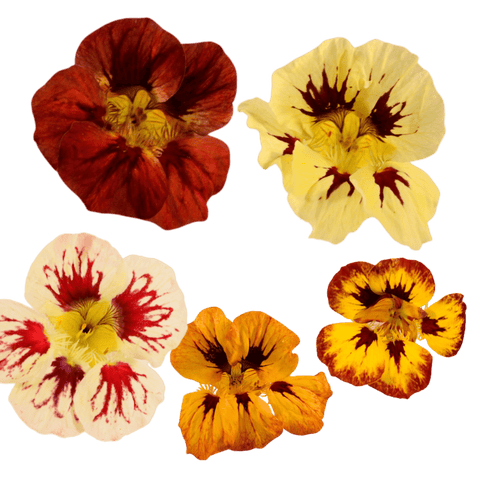 Nasturtium - 20 Edible Flowers - MIX - Heirloom Acres NOTL