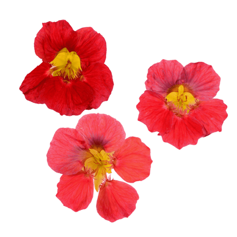 Nasturtium - 20 Edible Flowers - MIX - Heirloom Acres NOTL