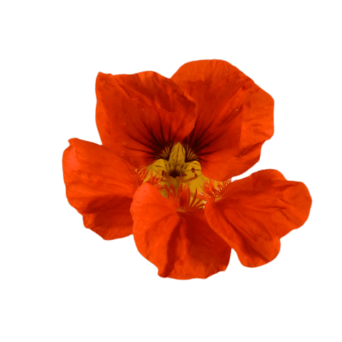 Nasturtium - 50 Edible Flowers - MIX - Heirloom Acres NOTL