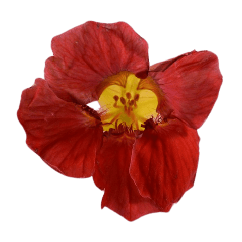 Nasturtium - 50 Edible Flowers - MIX - Heirloom Acres NOTL