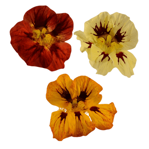 Nasturtium - 50 Edible Flowers - MIX - Heirloom Acres NOTL