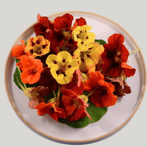 Nasturtium - 50 Edible Flowers - MIX - Heirloom Acres NOTL