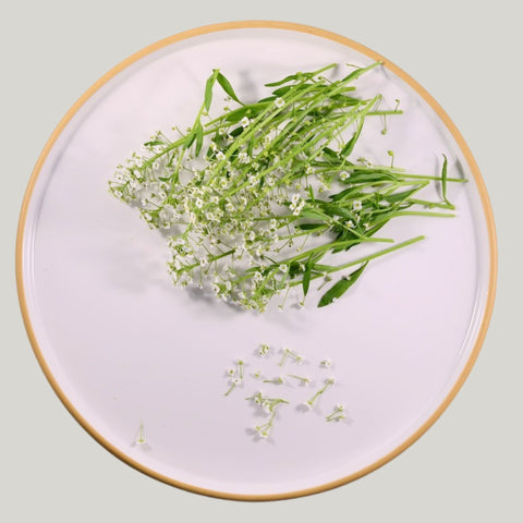Sweet Alyssum - Heirloom Acres NOTL